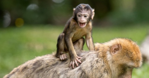 a-hipotese-do-macaco-medroso:-compreendendo-o-medo